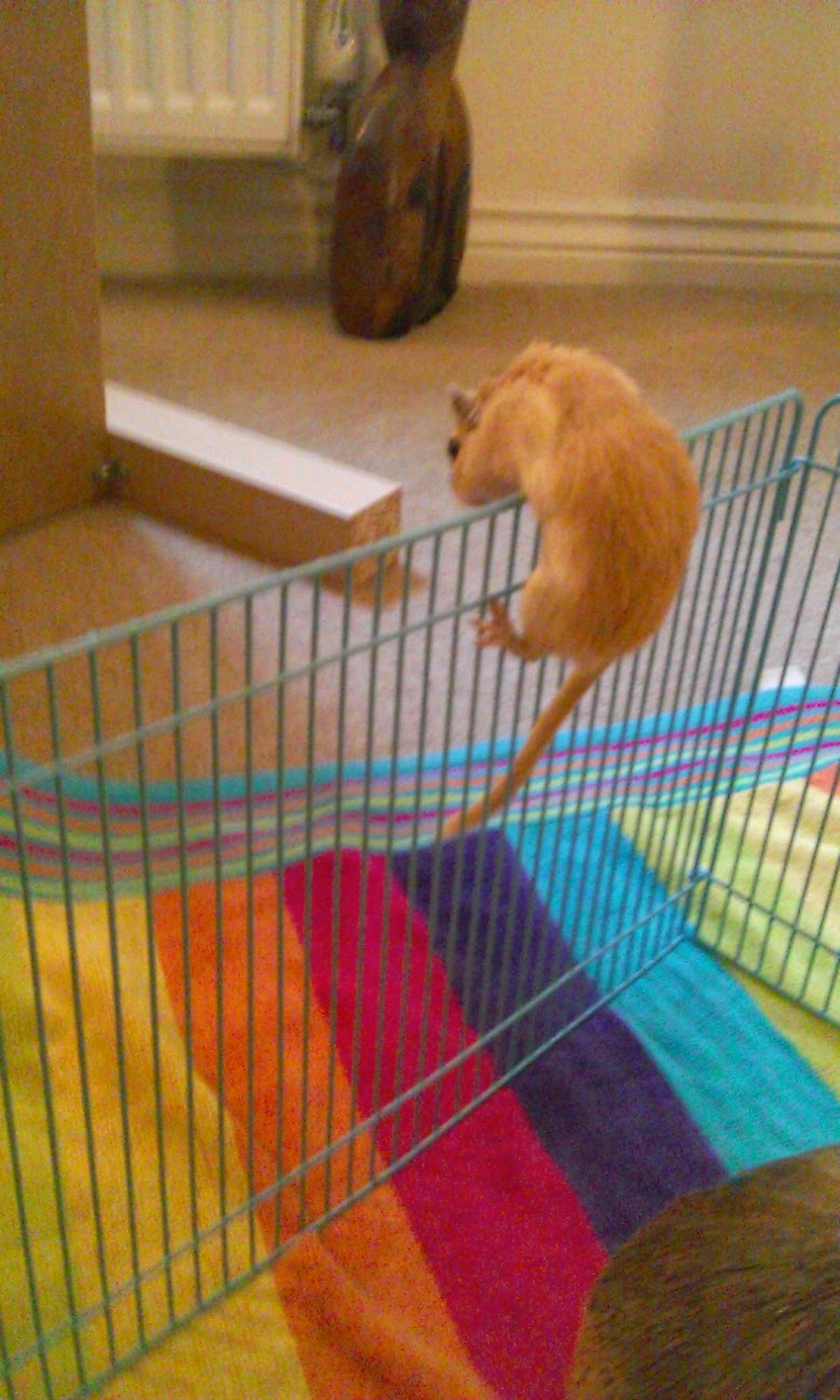 Just Me Single gerbil parenting