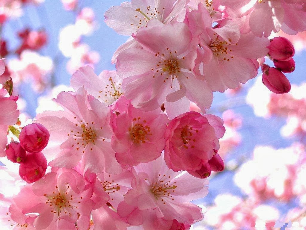 Dê Quinta: Ah, Primavera! ♥