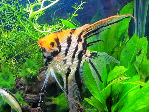 Cara Memelihara Ikan Hias Air Tawar di Akuarium