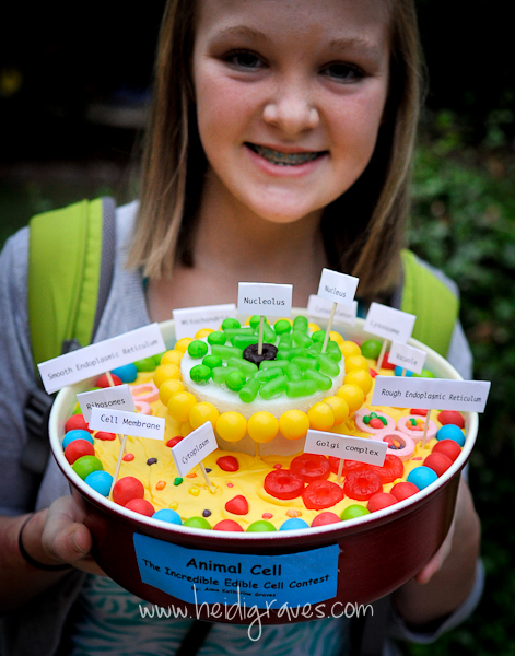 animal cell project