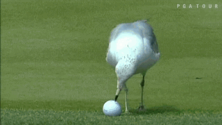 Funny animal gifs - part 98 (10 gifs), funny gif, bird steals golf ball