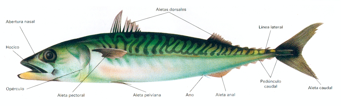 ESTRUCTURA PEZ estructura pez: