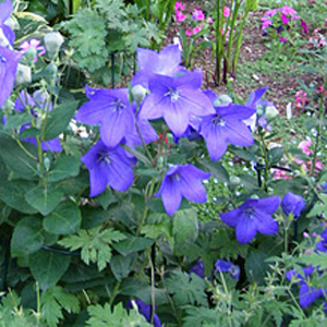 Landscaping Flower Mound Landscaping Flower Mound