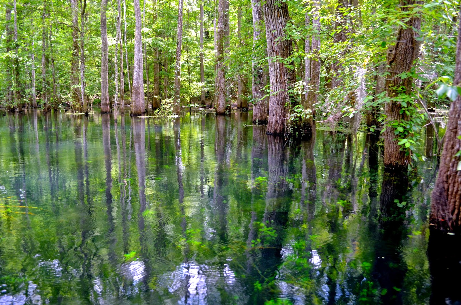 Magnitude 1 Adventures in a Flooded Forest