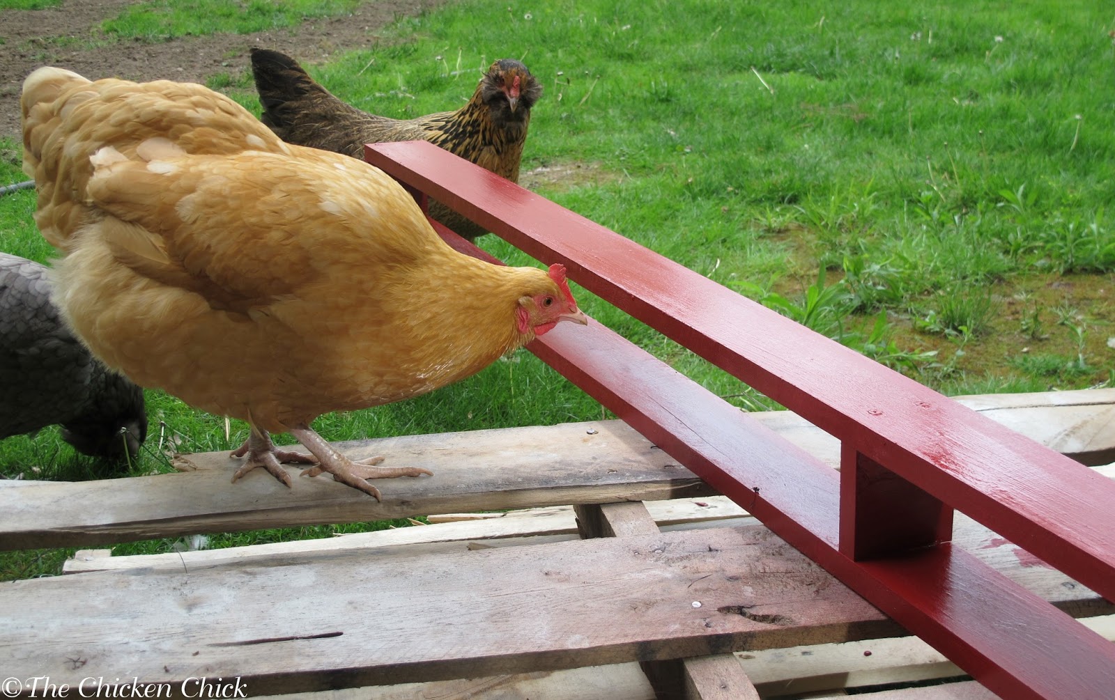 DIY Chicken Coop Flower Box The Chicken Chick®