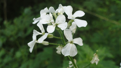 white flower hd pictures cherry gazania