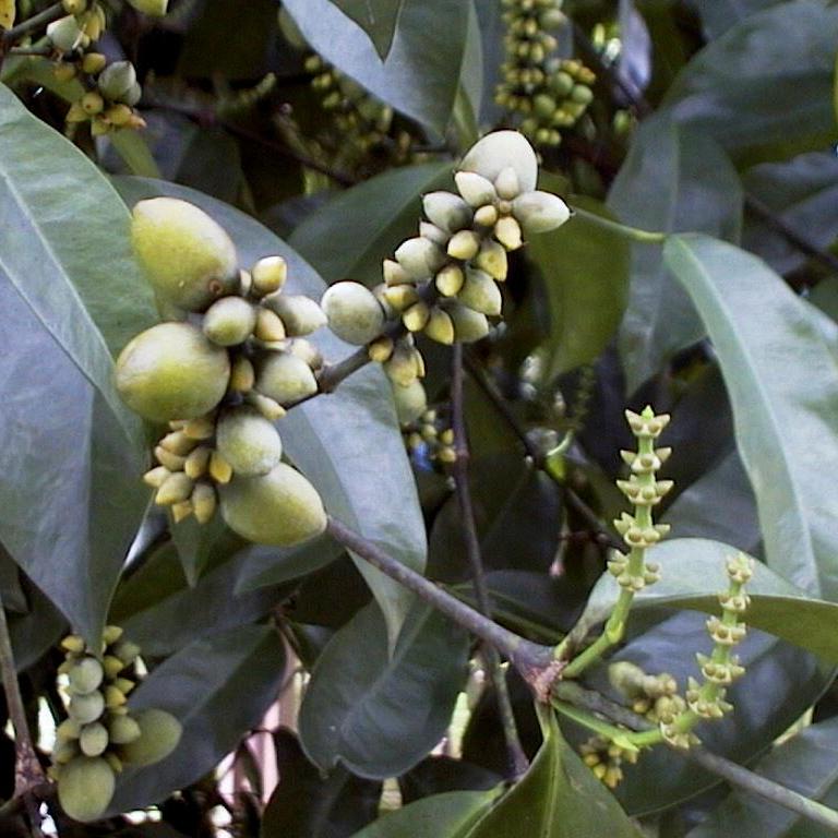 Melinjo yang Kaya Manfaat | Life Good with Green =)