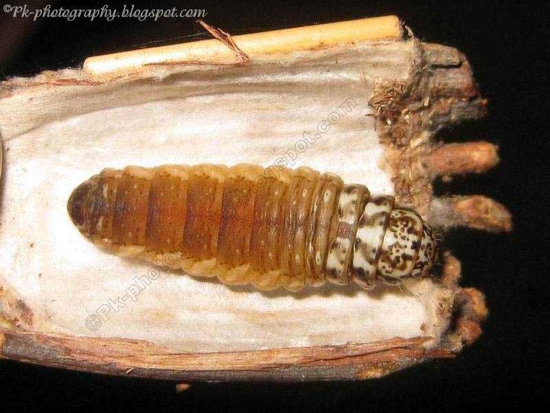 Bagworm Moth Bag Nature, Cultural, and Travel Photography Blog