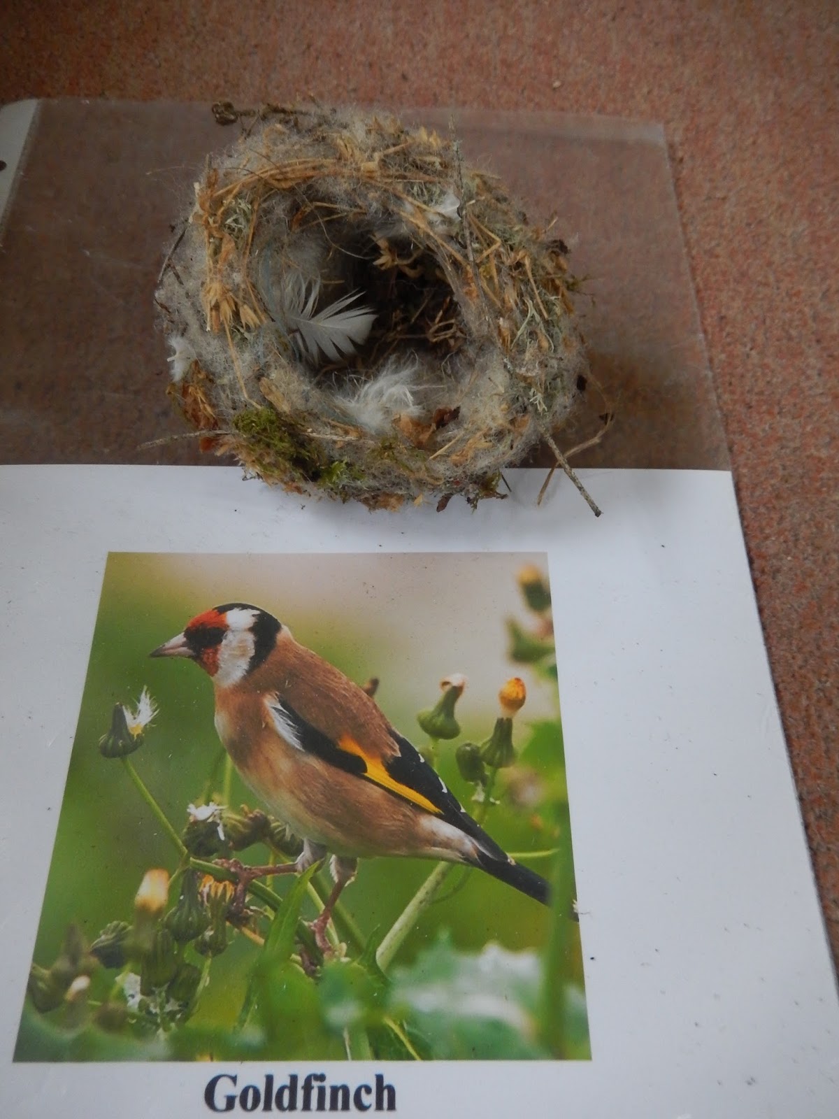 Simon Boyes: Some common British birds' nests