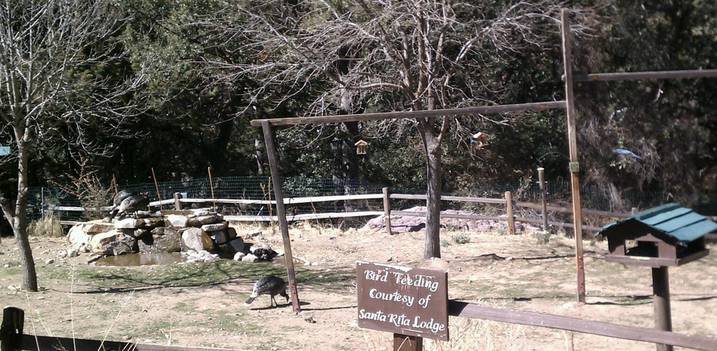 A Novice Hiker Trails And Trials Madera Canyon