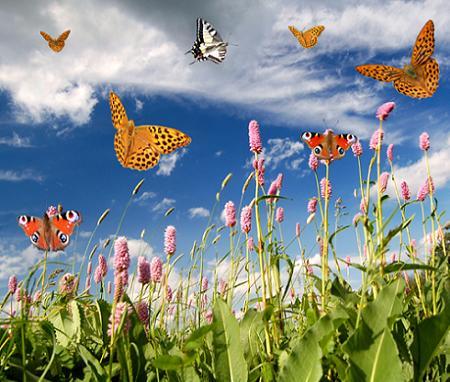  ... " EL VALS DE LAS MARIPOSAS "... Mariposas+de+TeleAdhesivos