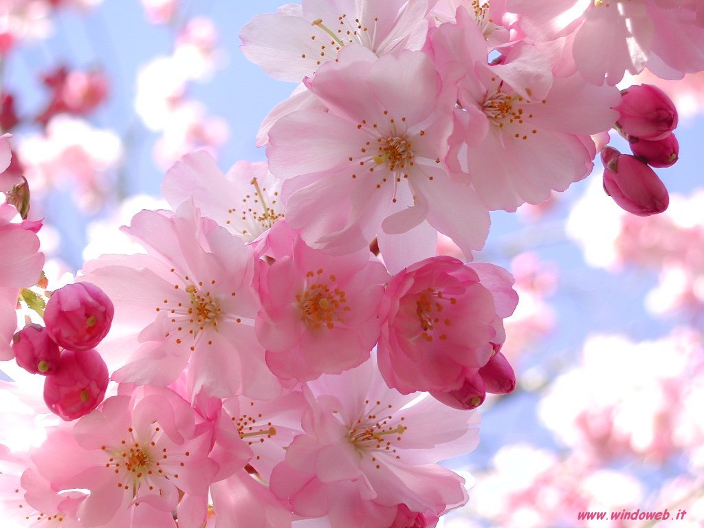 http://4.bp.blogspot.com/-Kyc1pgYBg4o/T2euVCxTtWI/AAAAAAAACA4/srZZn4LVW2c/s1600/429544293_392707df26_o.jpg