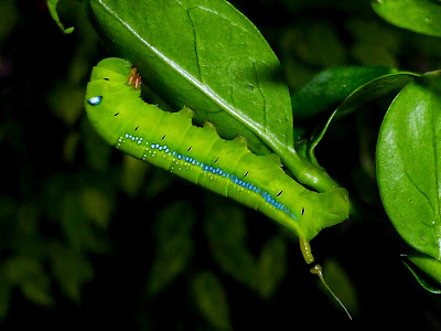 Daphnis nerii caterpillar Daphnis nerii caterpillar