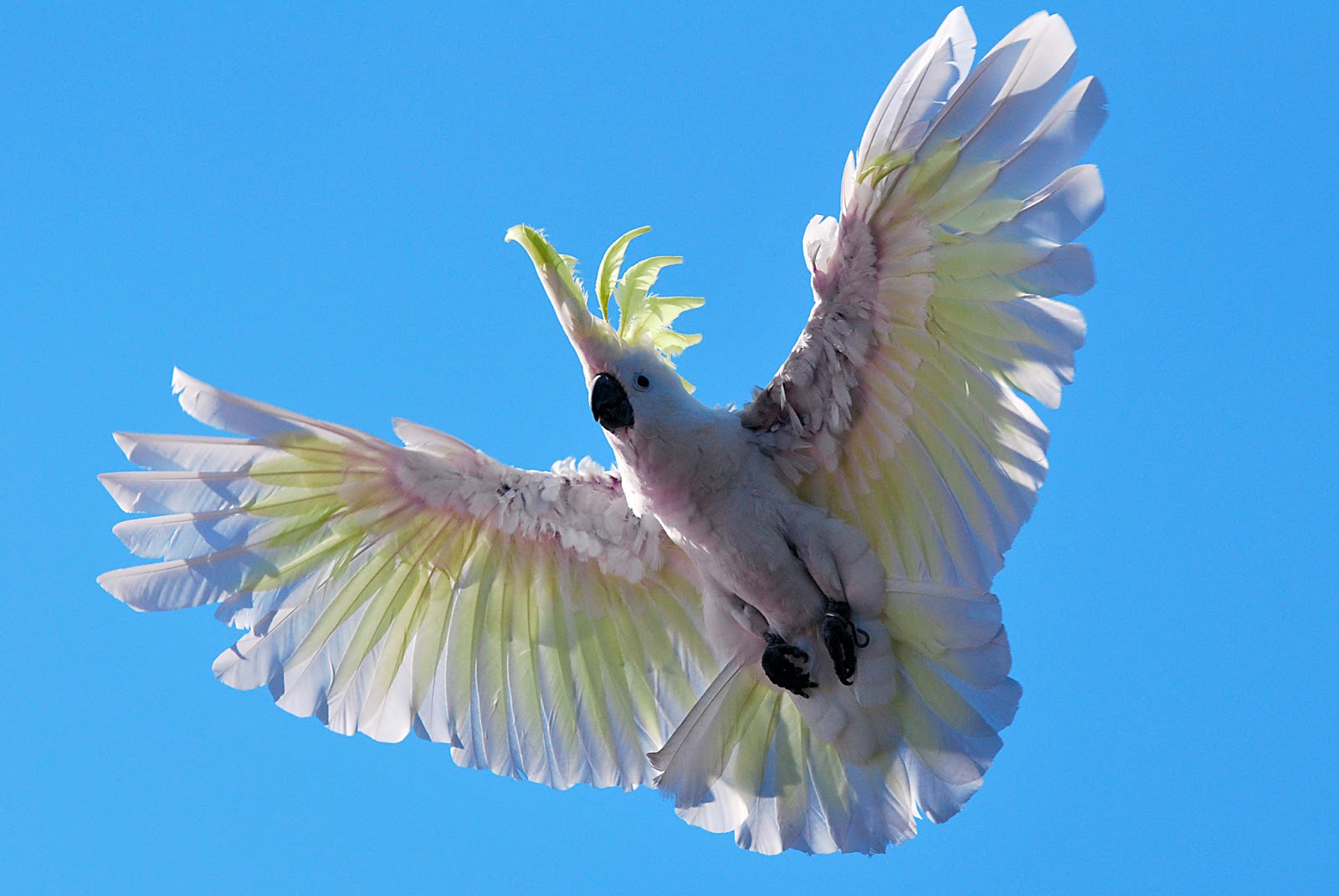 pictures of cockatoos pictures of cockatoos