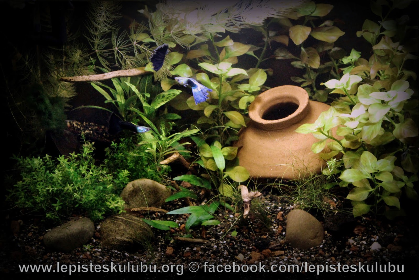 http://4.bp.blogspot.com/-KzC7mgavjPw/VVo-n5fwRoI/AAAAAAAAFrE/eN7ItGgYp2Q/s1600/IMG_4945.JPG