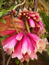 Fraser Island Creeper's huge blooms