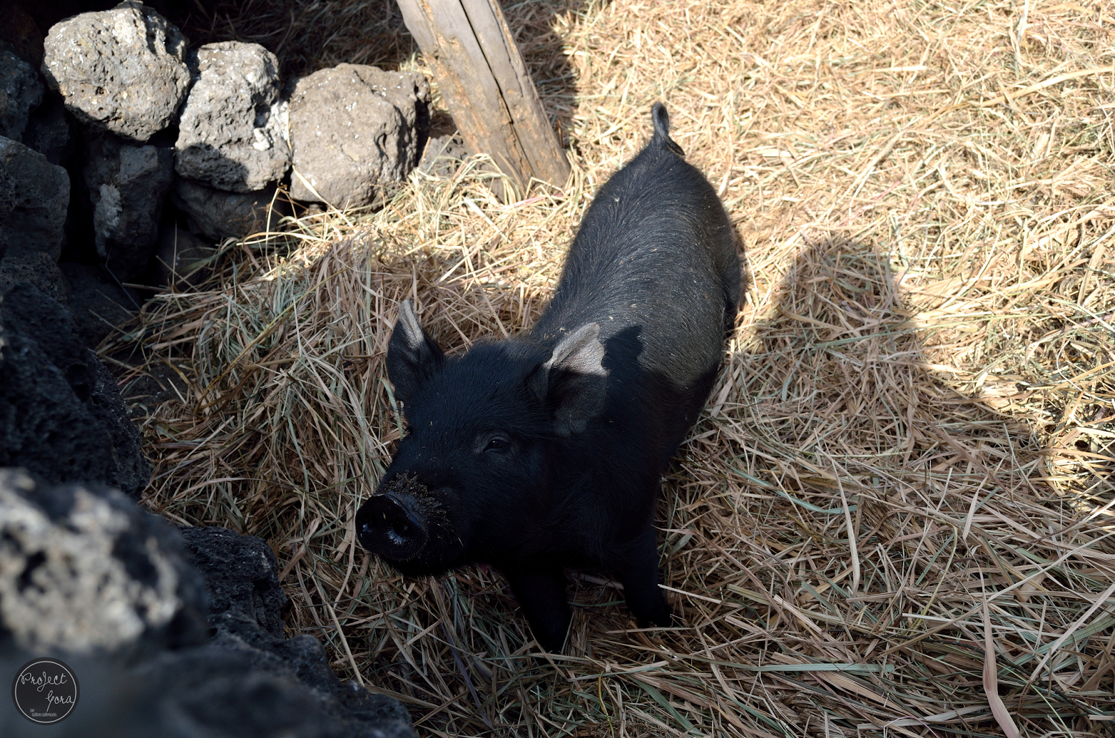 Project Gora Jeju's Famous Specialty Black Pig BBQ