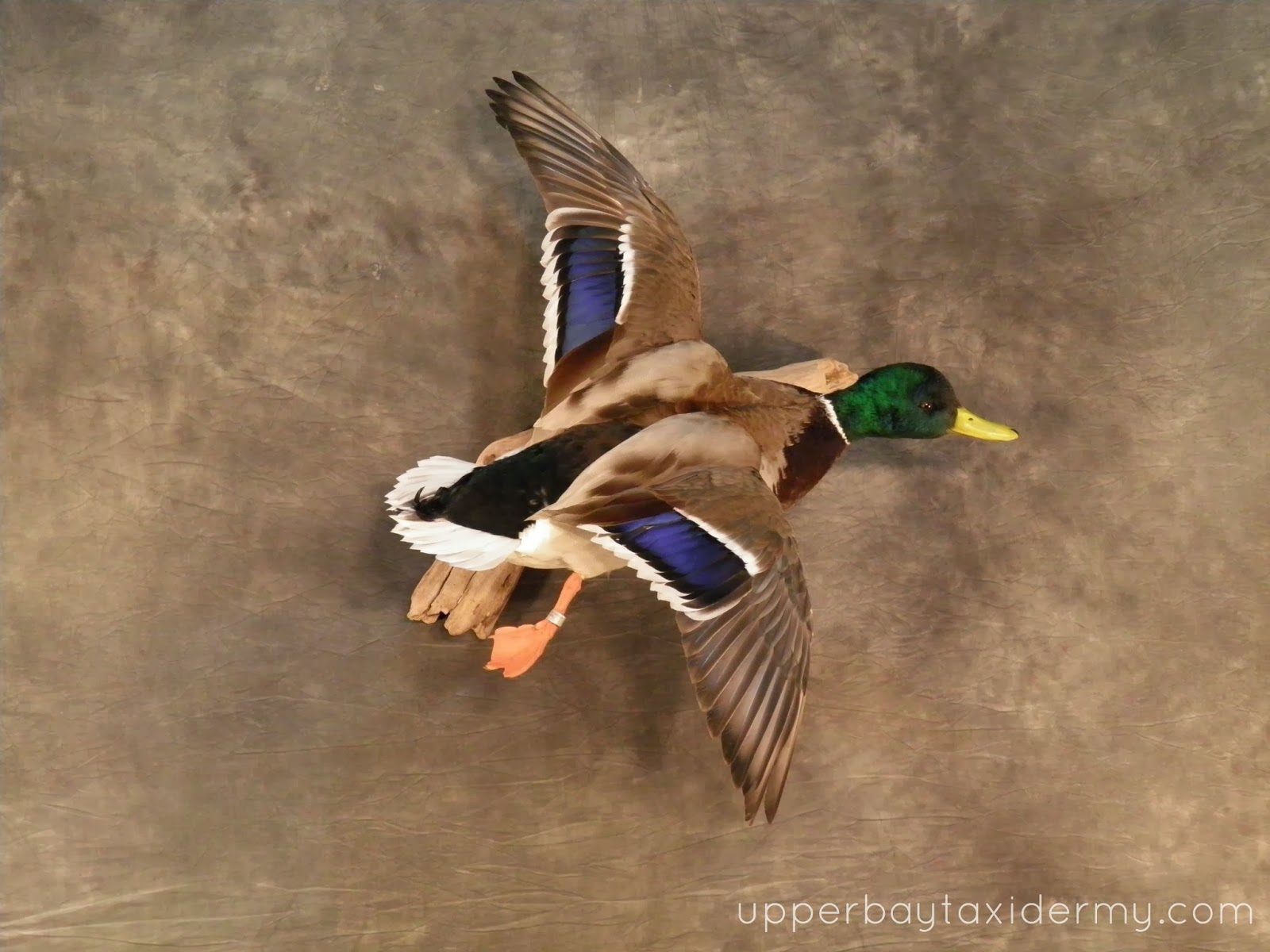 Mallard Mount Ideas : Pin On Steven | renahtersa