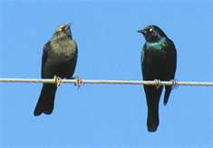 Brewer's Blackbird adult and imm. male