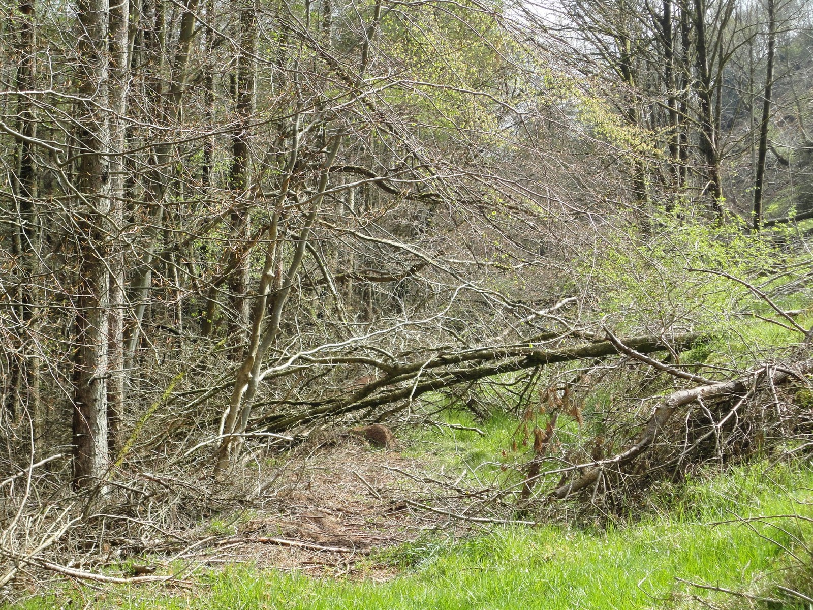 mysmallsociety: what happened to April?