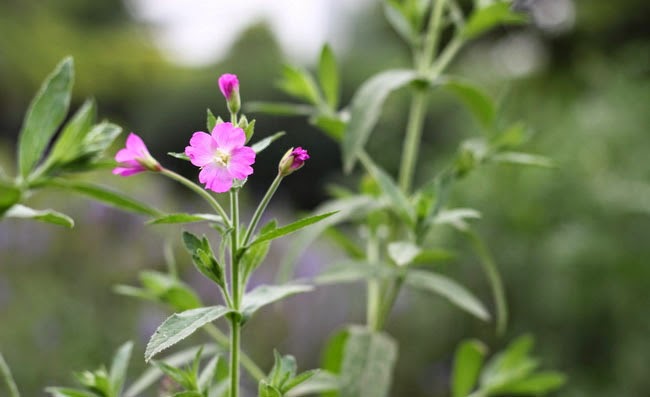 Great Willowherb Flowers Pictures Great Willowherb Flowers Pictures