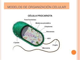 Teoría celular y modelo celular