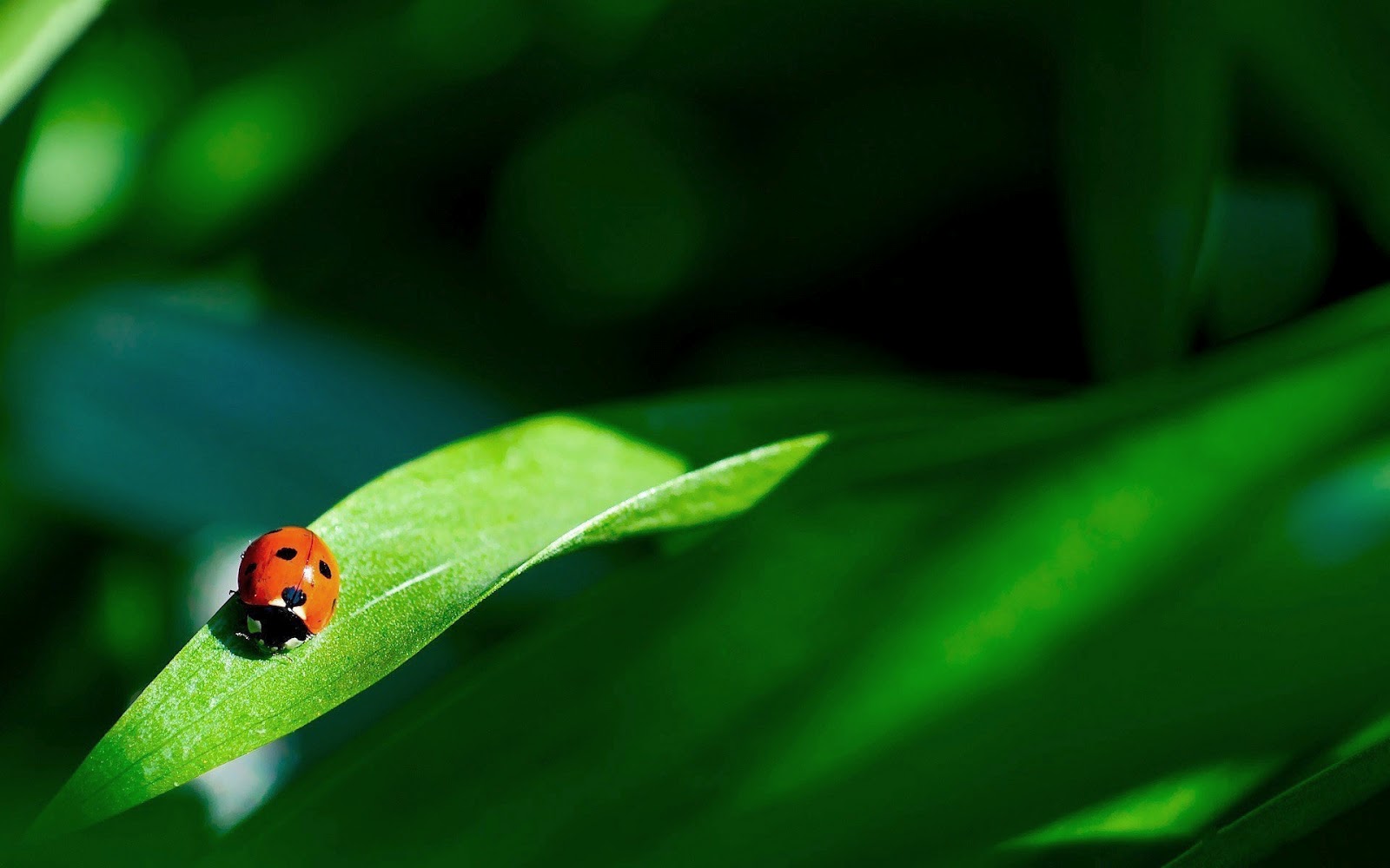 Lieveheersbeestje op een groen blad | Mooie Leuke Achtergronden Voor Je
