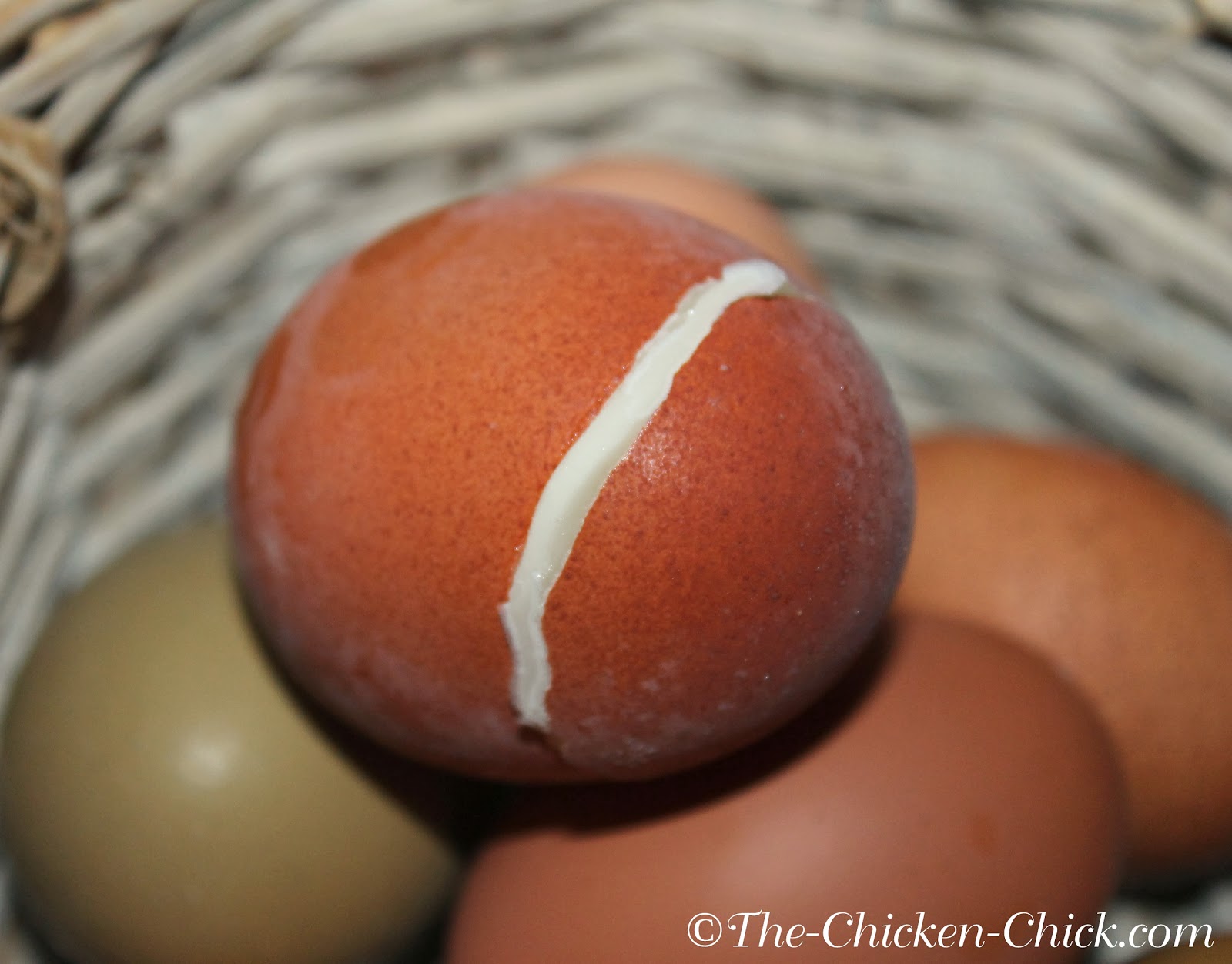 FROZEN EGGS The Nest Box Cozy & Winter Food Safety Tips The Chicken