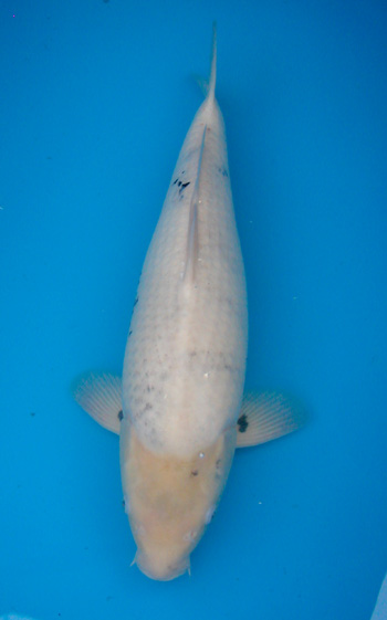 KOI APPRECIATION, | PONGOI KOI South Africa. KOI APPRECIATION, | PONGOI KOI South Africa.