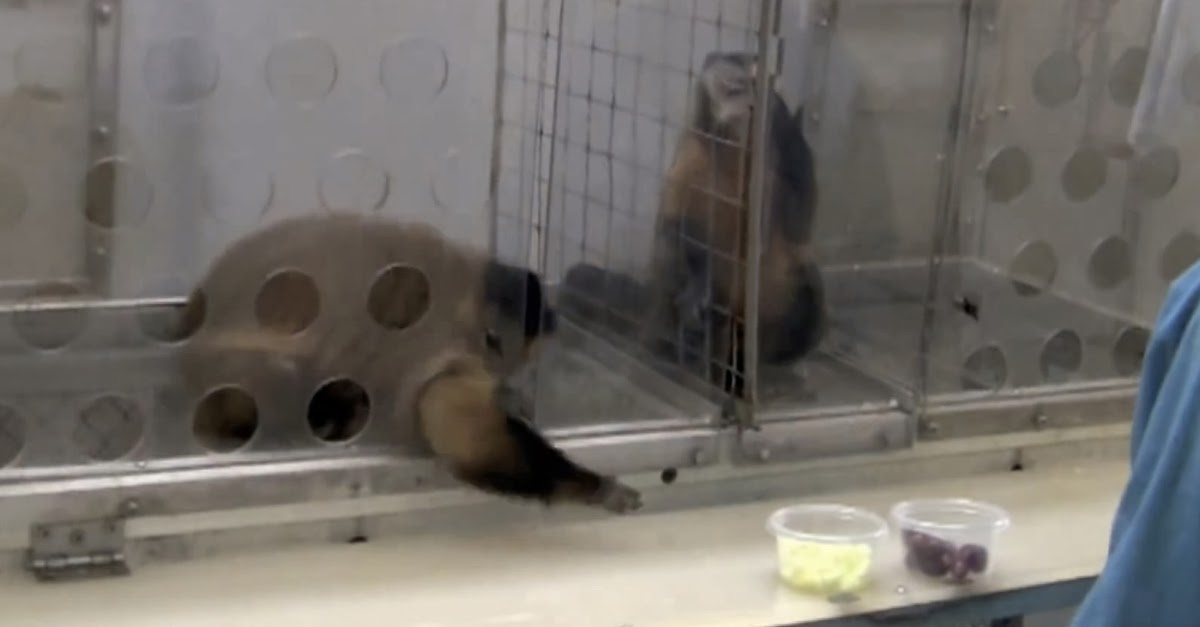 2 Monkeys Were Paid Unequally. Watch What Happened Next 2 Monkeys Were Paid Unequally. Watch What Happened Next