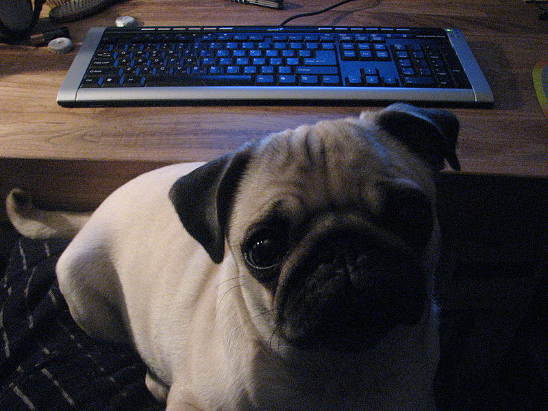 Most Beautiful Mixed Breed Dogs