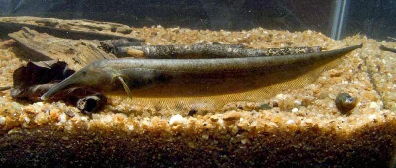 Gymnotiformes Variety of Life
