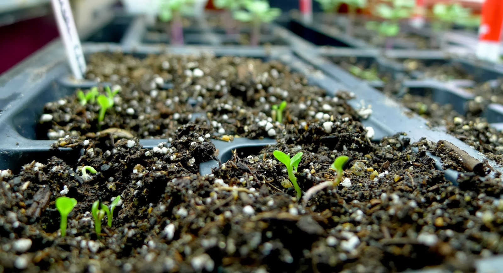grow lights, urban farming