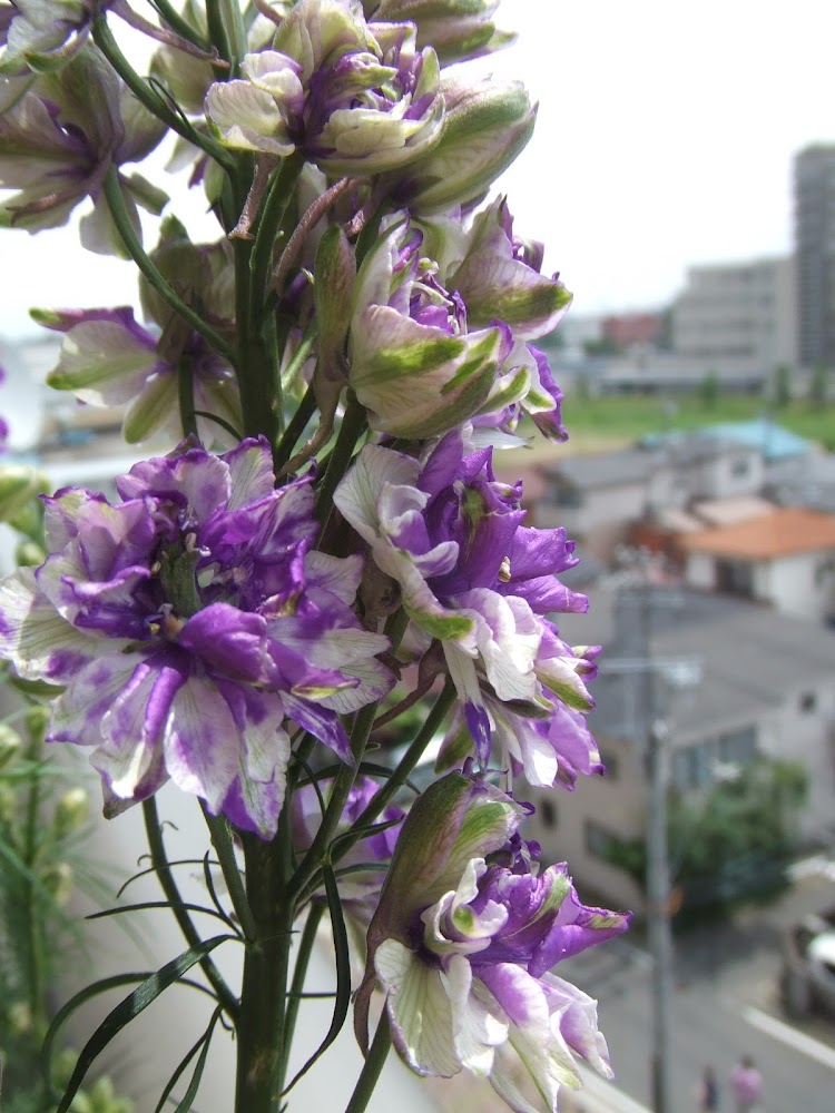 植物記録 5月日 白紫混じりの花