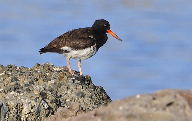 Bird 1 A Rather Haggard Black And White Oystercatcher With Low Bib Lot Of Dripping Down Its Onto The Upper Belly Bird 1 A Rather Haggard Black And White Oystercatcher With Low Bib Lot Of Dripping Down Its Onto The Upper Belly