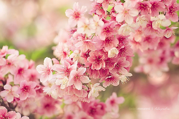 Wallpaper Hp Bunga Sakura | gambar bunga sakura wallpaper bunga sakura cantik Wallpaper Hp Bunga Sakura | gambar bunga sakura wallpaper bunga sakura cantik