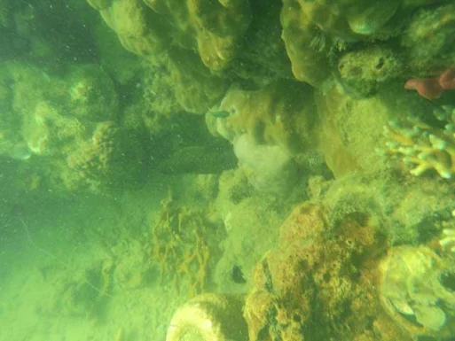 pambato reef pambato reef