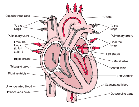 Circulatory System circulatory system images. Circulatory System