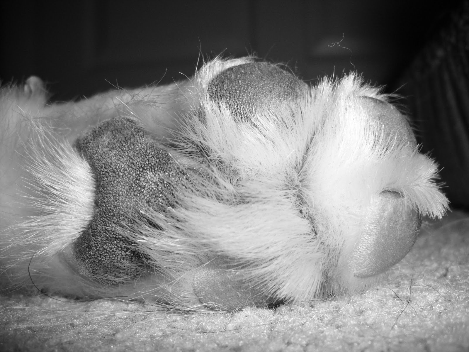 The Dog Blog A Dog's Fingerprint