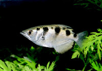 Archerfish