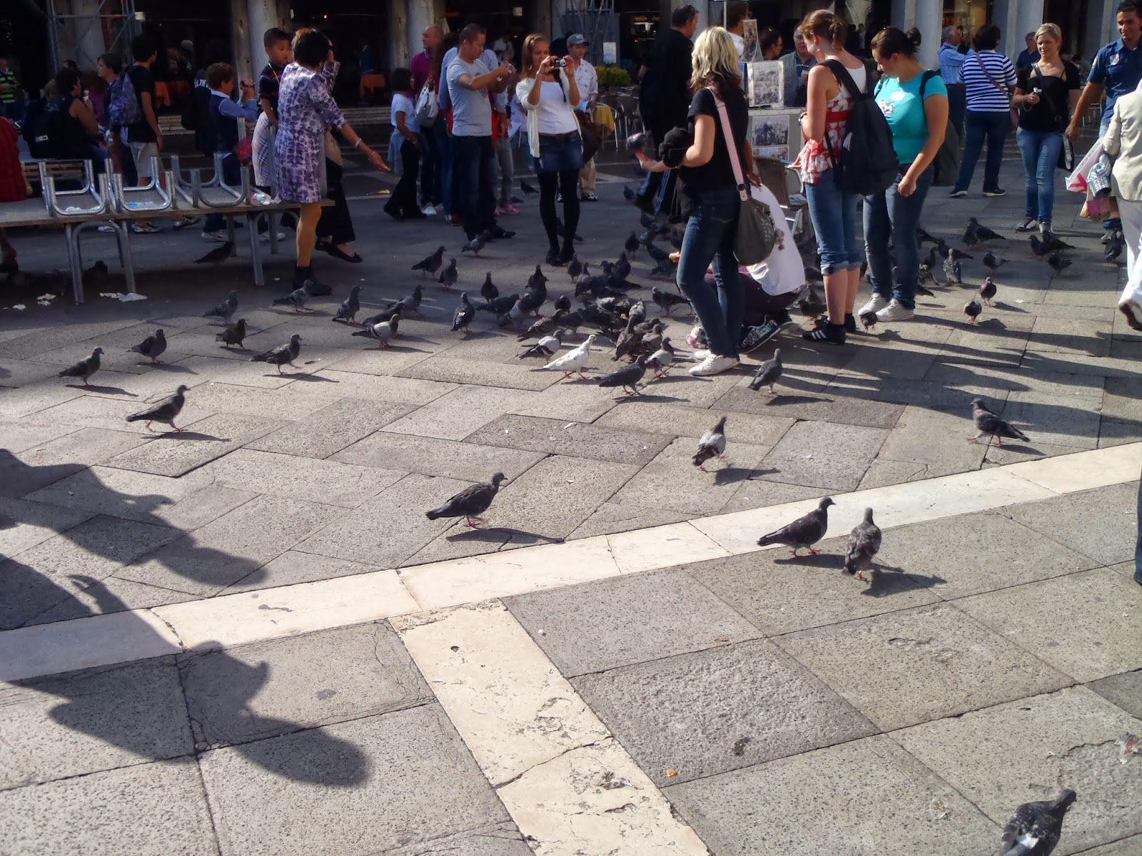 Pigeons in Venice Pigeons in Venice