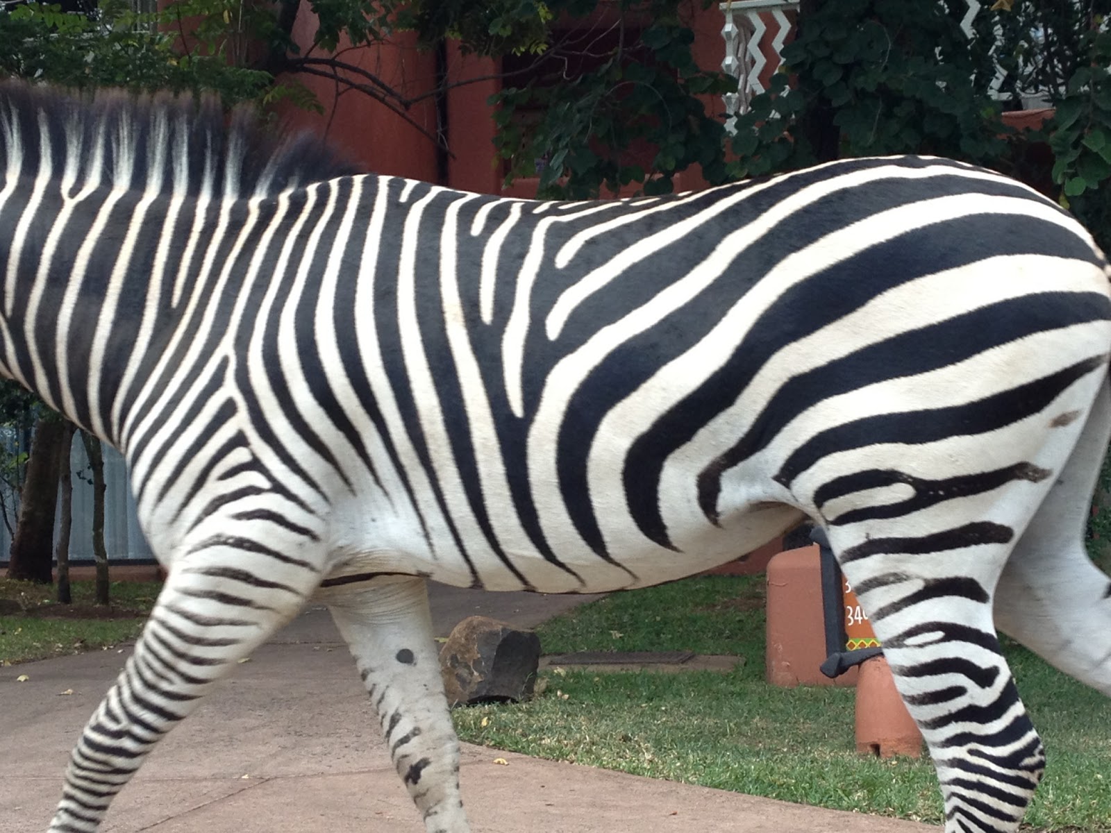 International Experience Zambia: Week 10 – Cultural