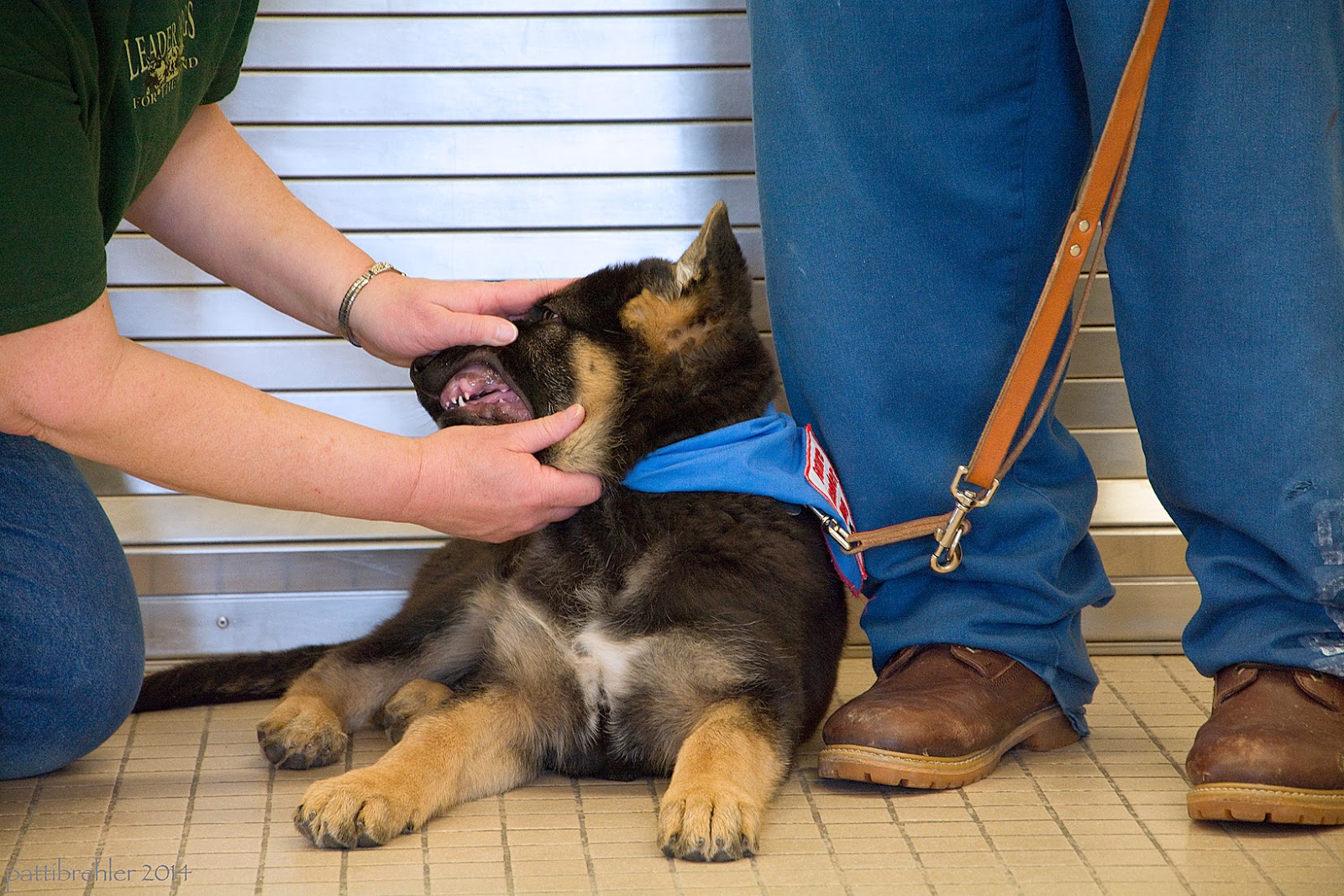 A small german shepherd puppy is lying on a tile floor. His body is facing the camera, but his head is turned to the left. The woman is opening his mouth to check his teeth. The woman is mostly out of sight except for her arms. The lower legs and feet of a man are on the right. A brown leather leash is attached to the puppy's collar and is going up to the man. The man is wearing blue pants and brown shoes. The puppy is wearing the blue Future Leader Dog bandana.