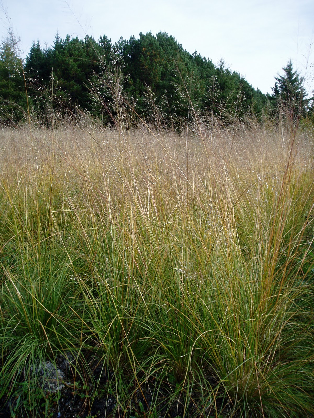 i love grass