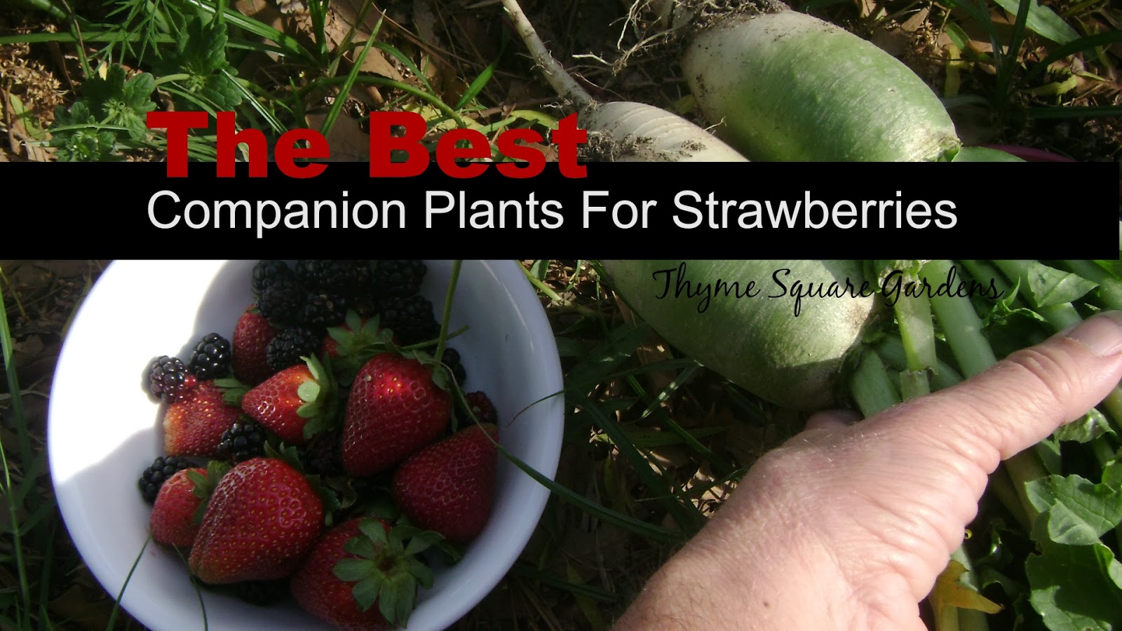 TSG Companions for Growing Organic Strawberries
