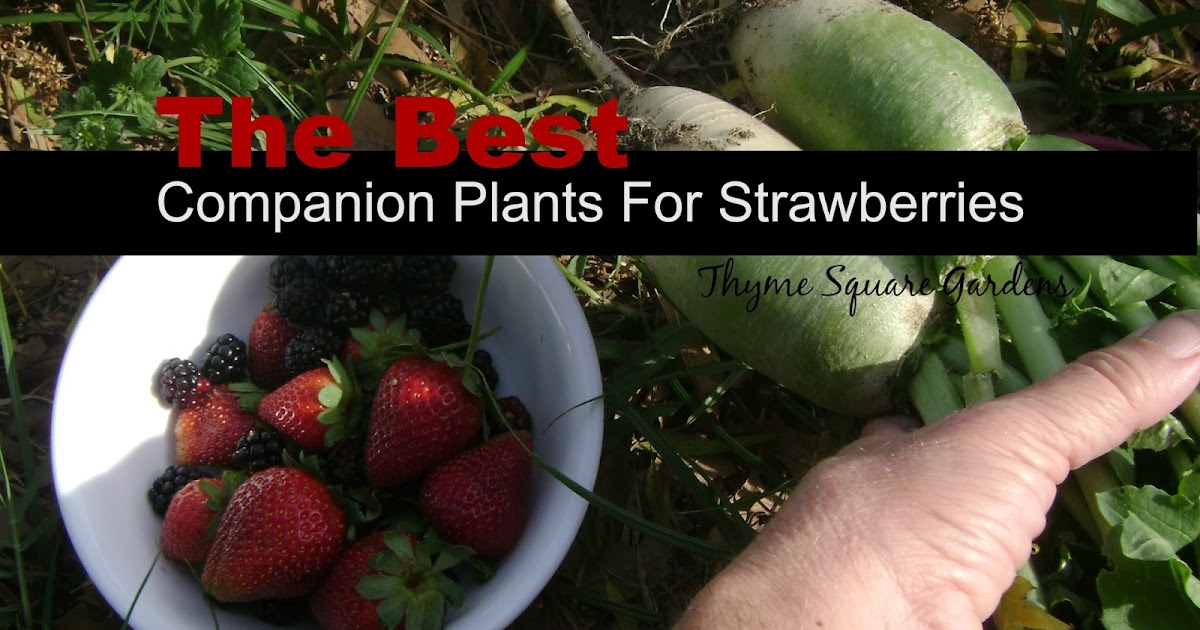 TSG Companions for Growing Organic Strawberries