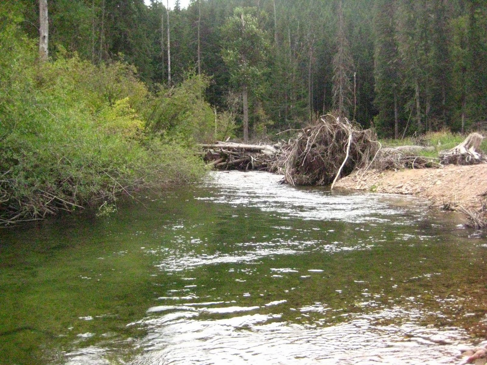 BOATING THE INLAND NORTHWEST Little North Fork Coeur d'Alene River