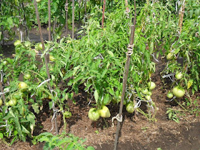 кусты помидоров сорта Севрюга