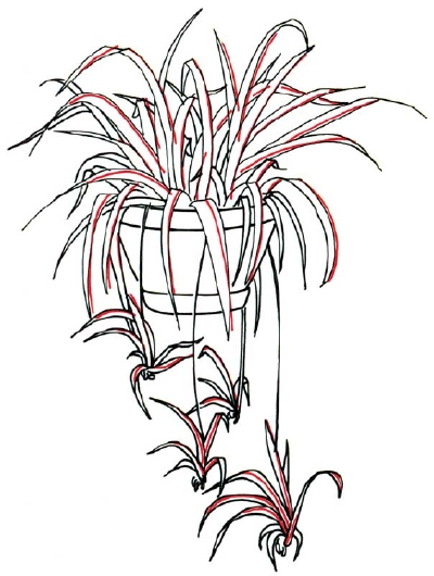 Cartoon Pictures: How to Draw a Spider Plant in 5 Steps