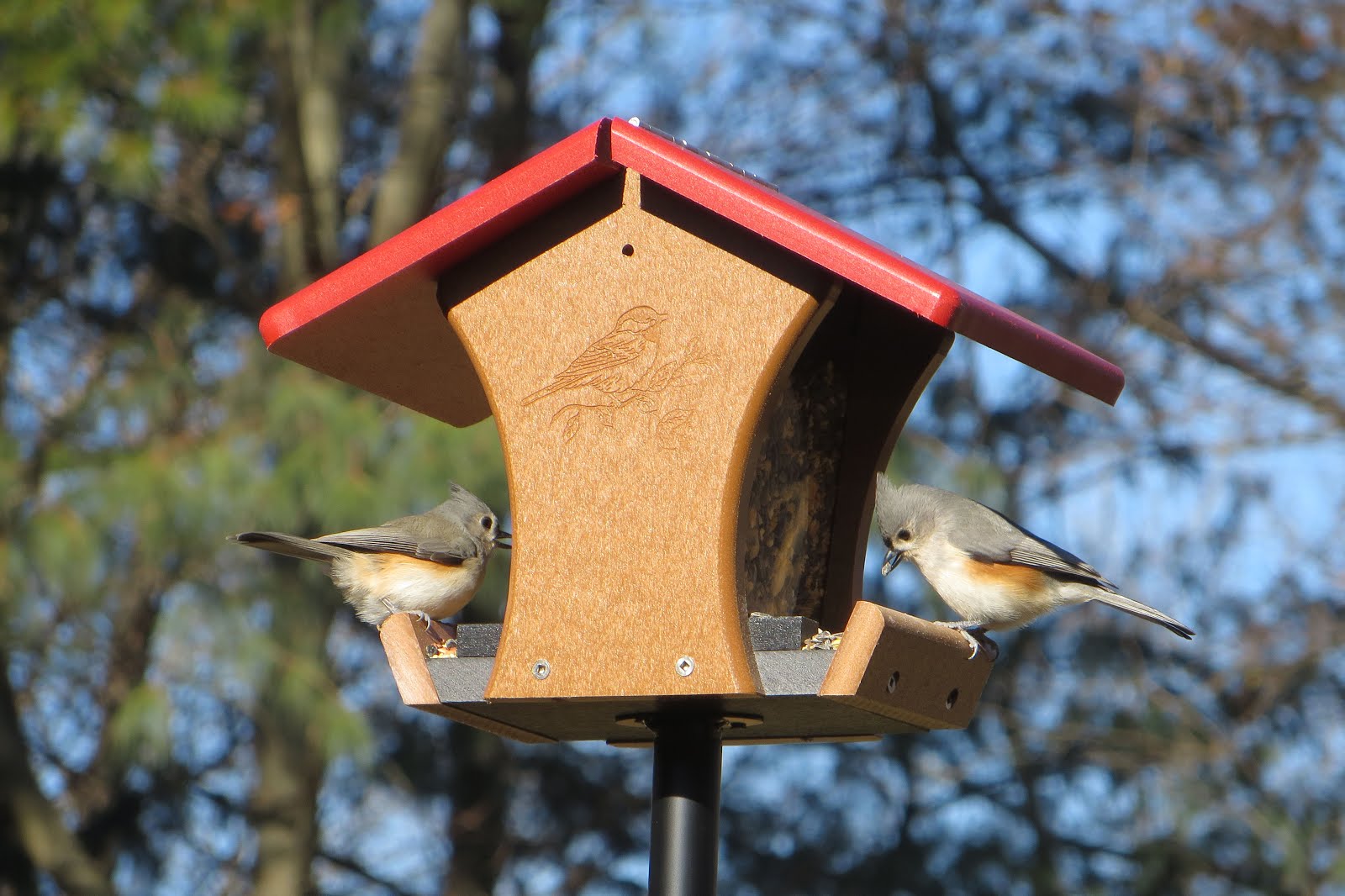 Tufted Titmice